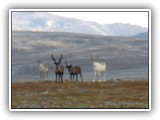 Wild Reindeers in the nature